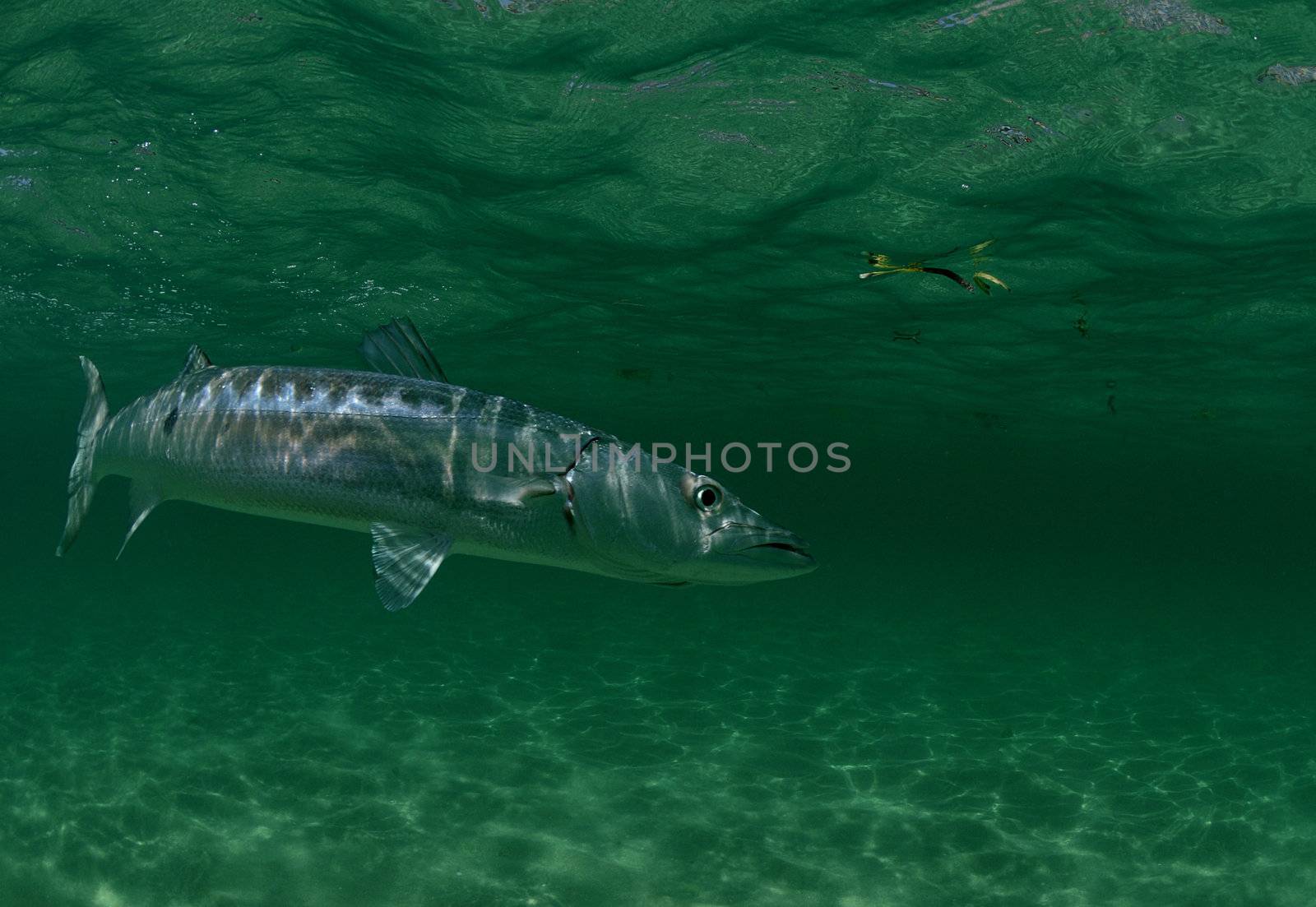 Barracuda fish swimming in ocean