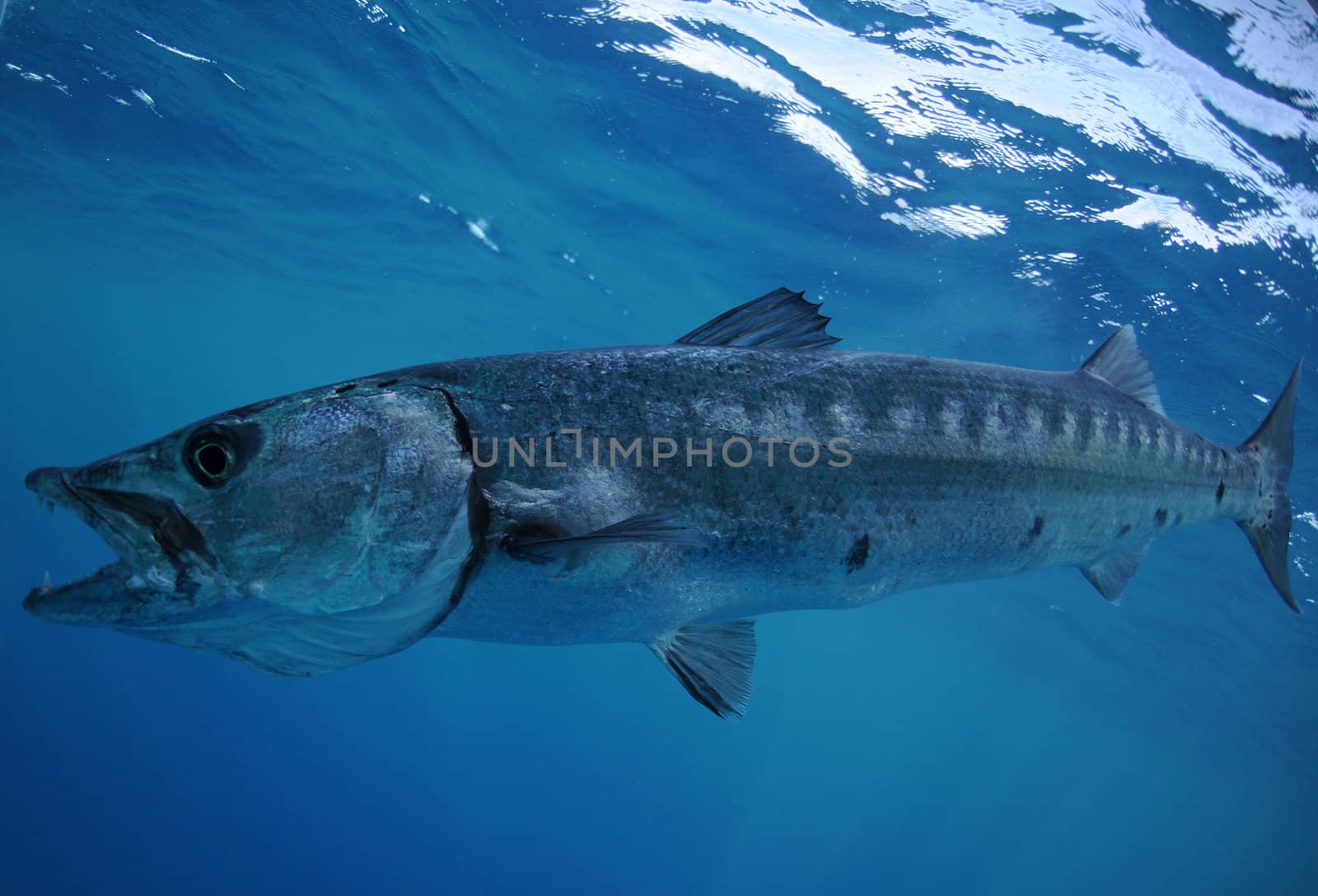 Barracuda with open mouth and teeth swimming in Atlantic ocean