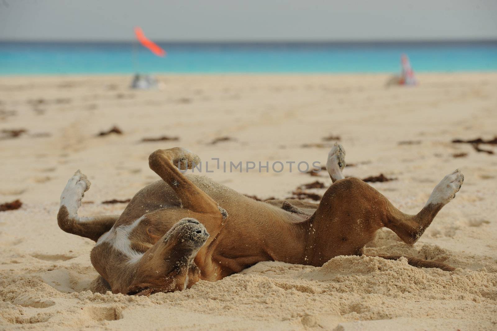 Happy dog rolling around in sand on beach by ftlaudgirl