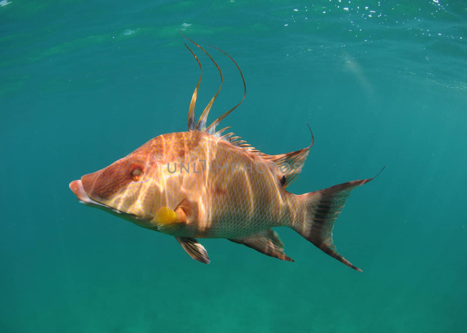 Hogfish swimming underwater off the coast of the Atlantic Ocean