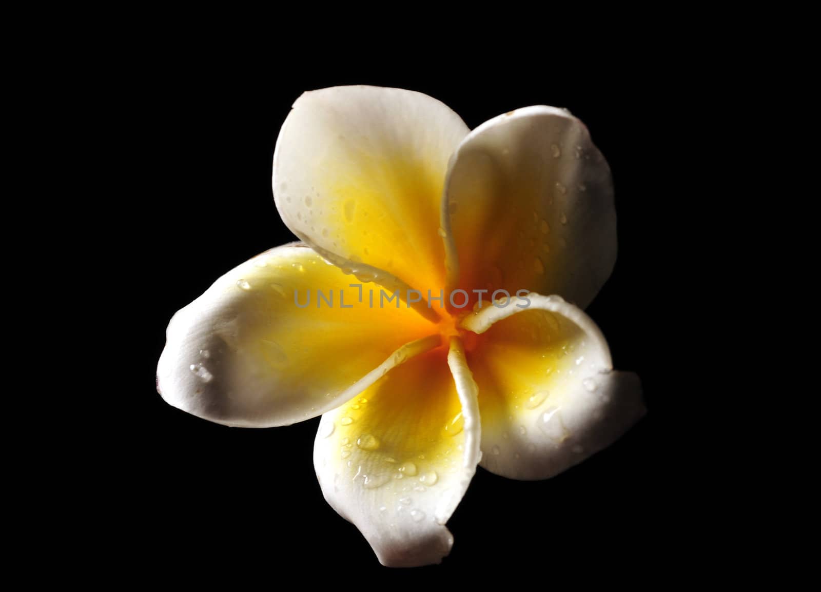 Yellow and white Frangipani flower isolated on black