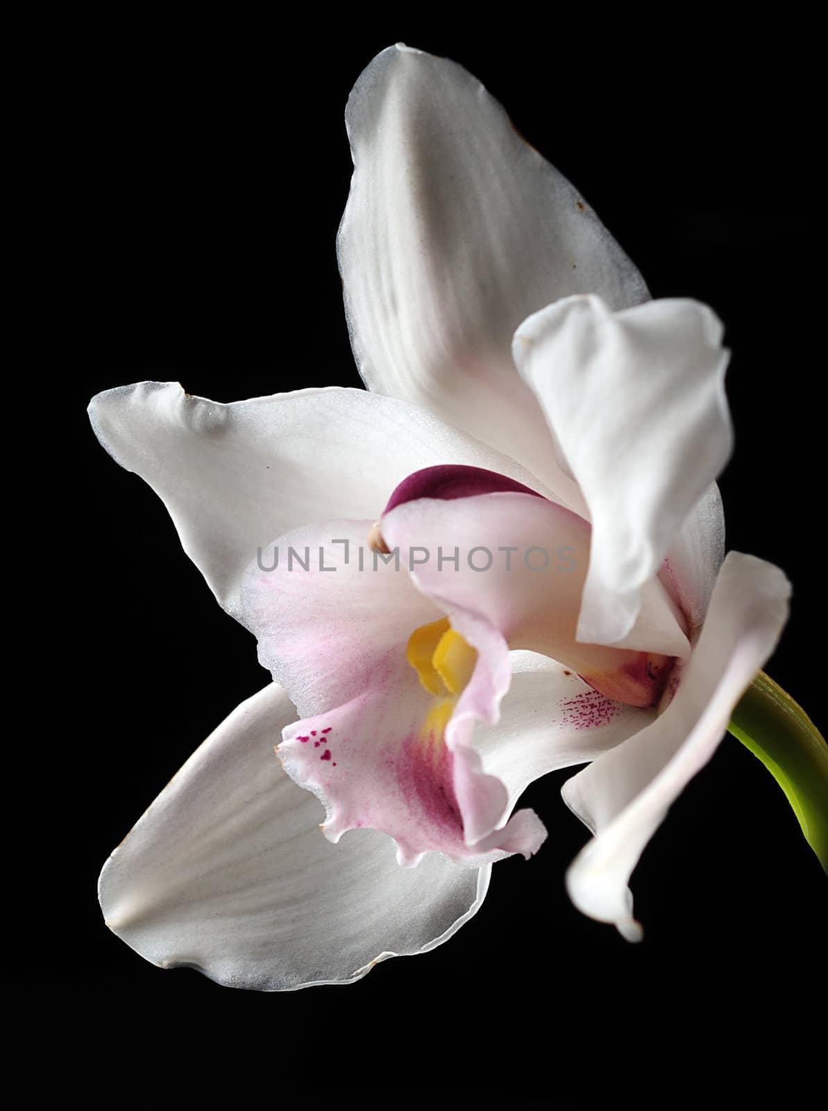 White orchid flower on black by ftlaudgirl