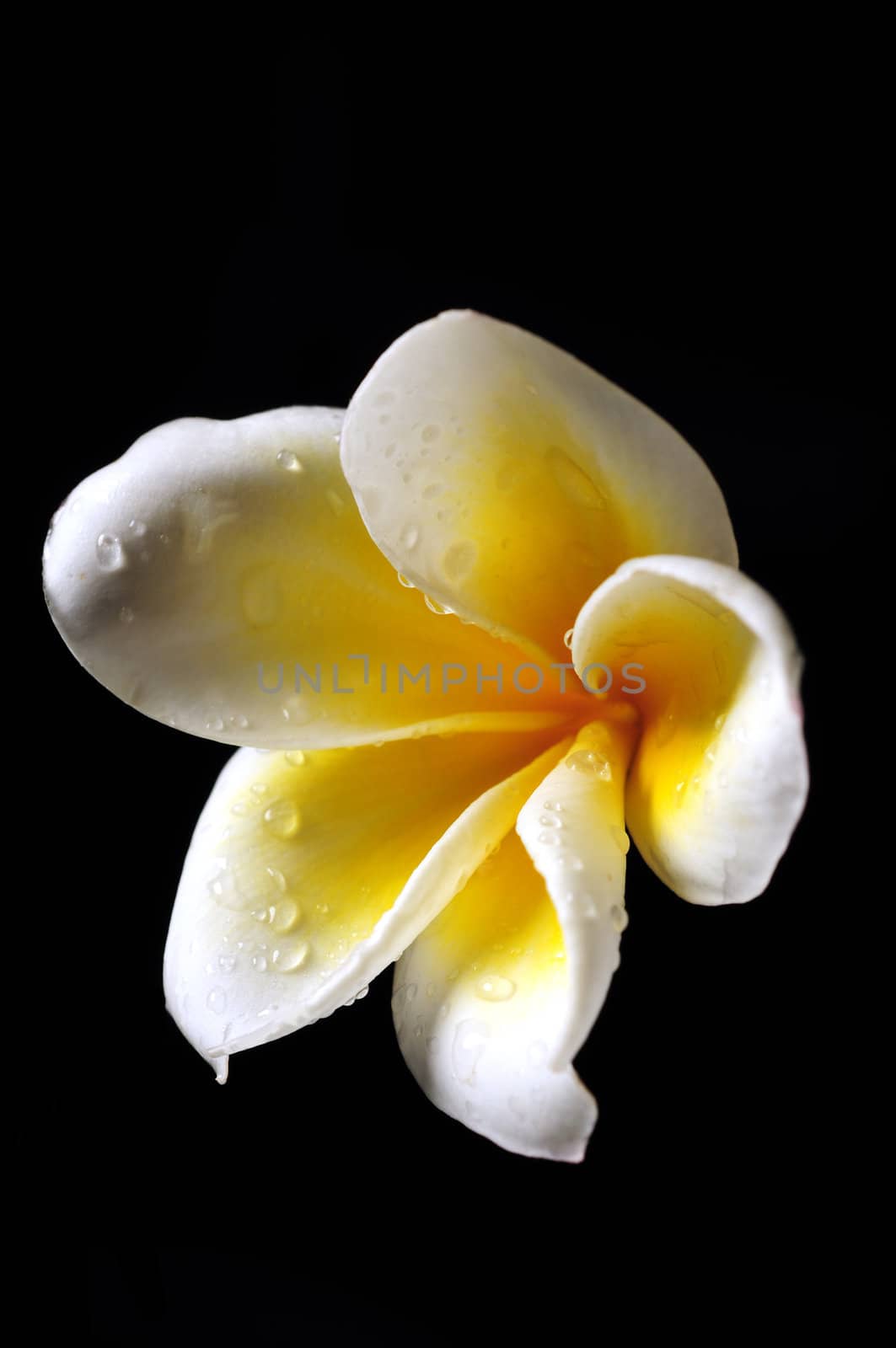 White and yellow Frangipani flower isolated on black by ftlaudgirl