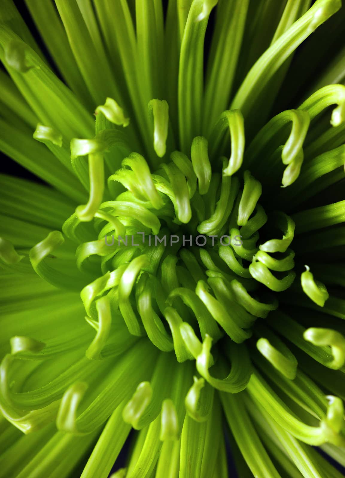 A bright green close up image of a Chrysanthemum isolated on a black background