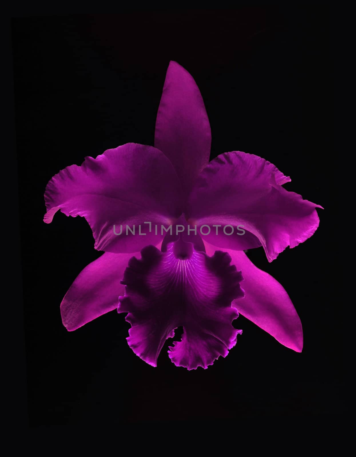 A pretty purple orchid flower isolated on a black background 