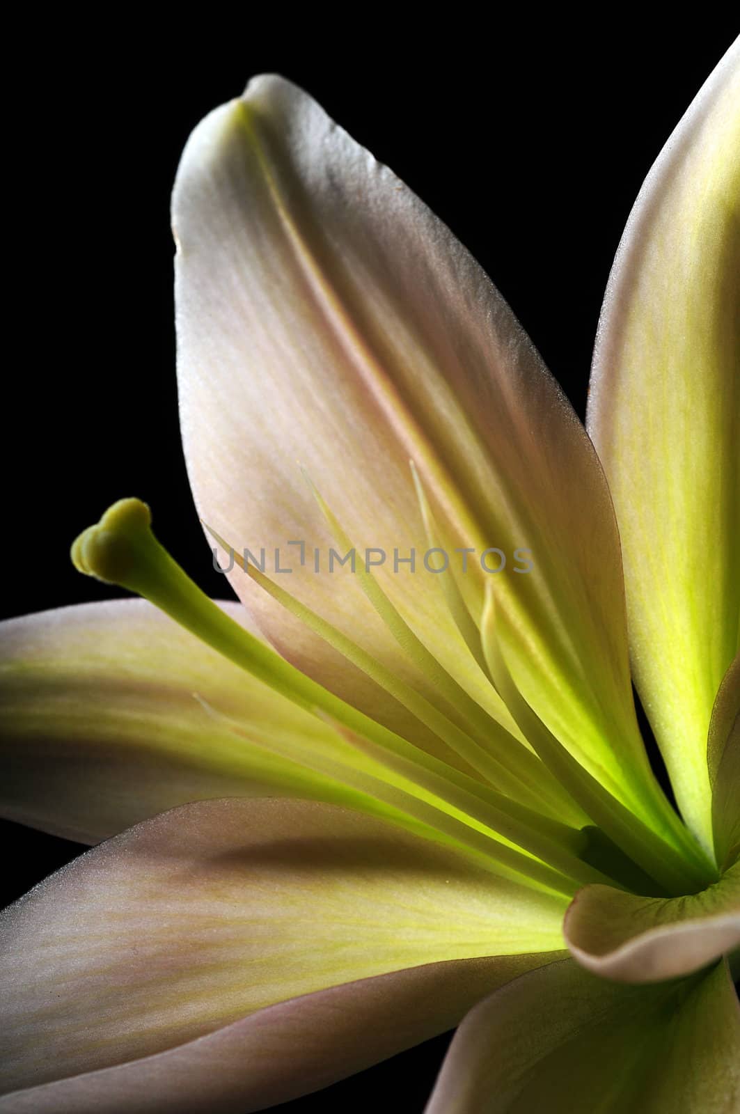 close up of a lily flower in full bloom with stamen on black background
