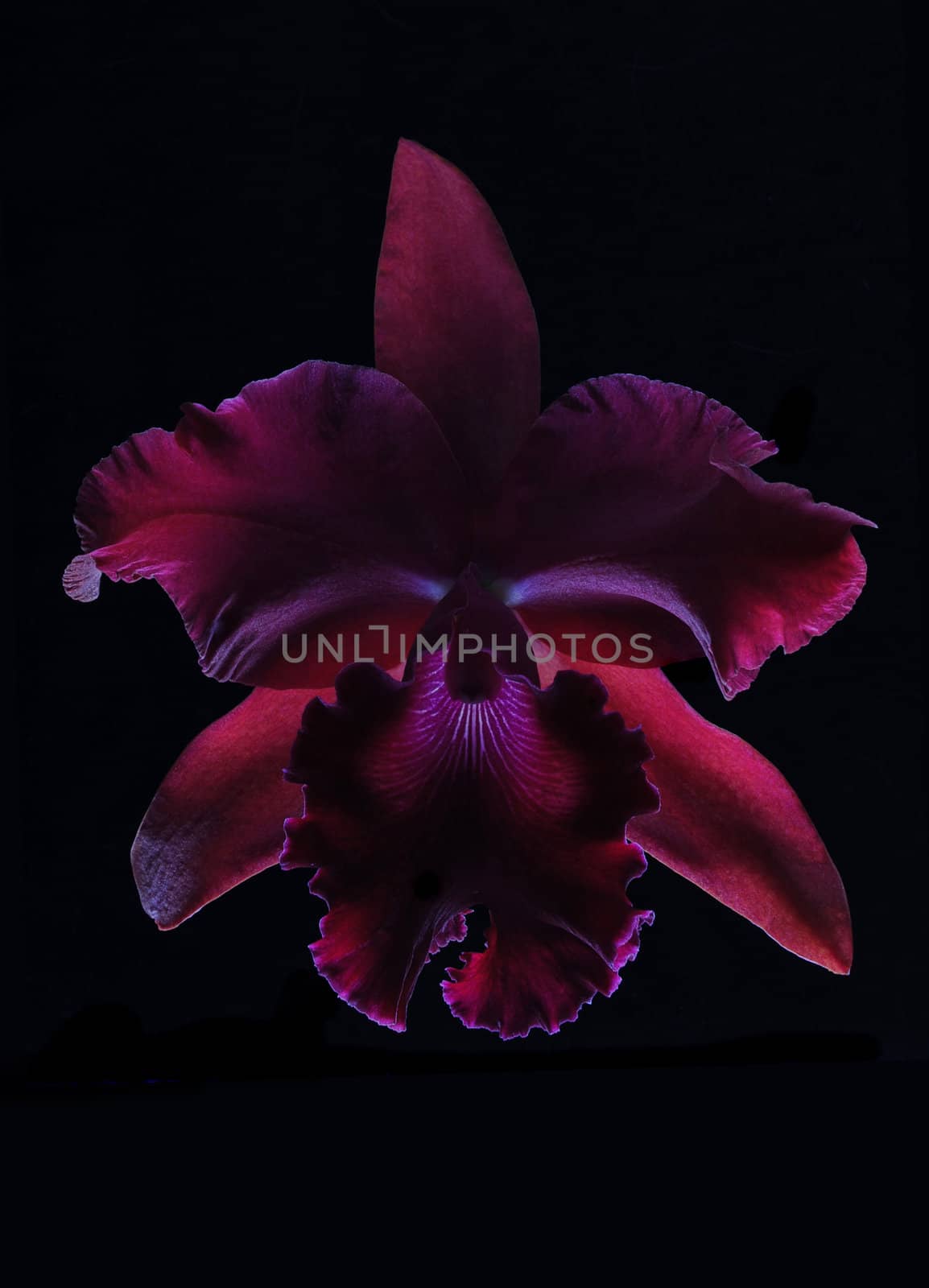 A beautiful and colorful orchid flower isolated on a black background