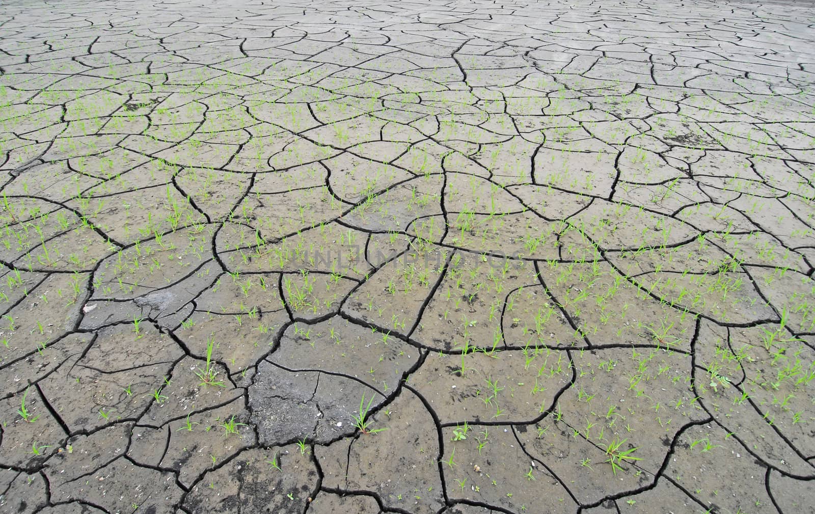 Dried up lake bed with the start of new green vegetation
