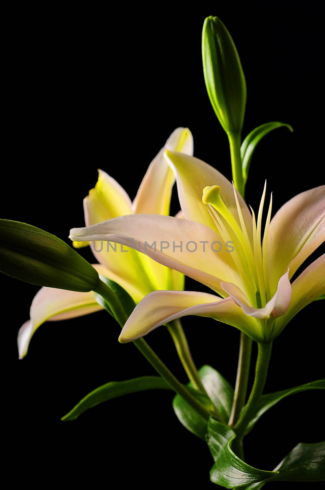 Beautiful white and yellow lilies on black background