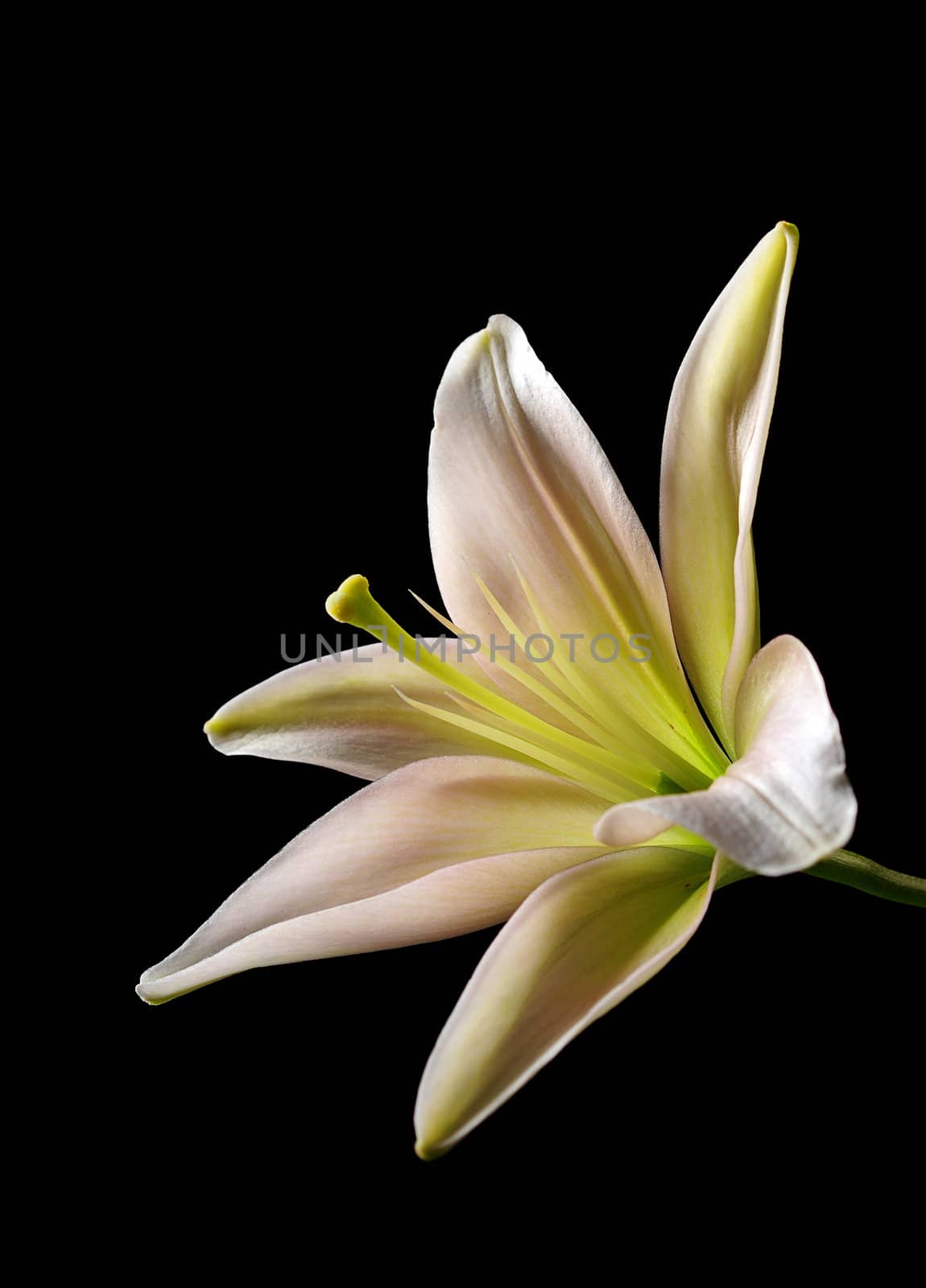 Beautiful close up of a  lily flower isolated on a black background