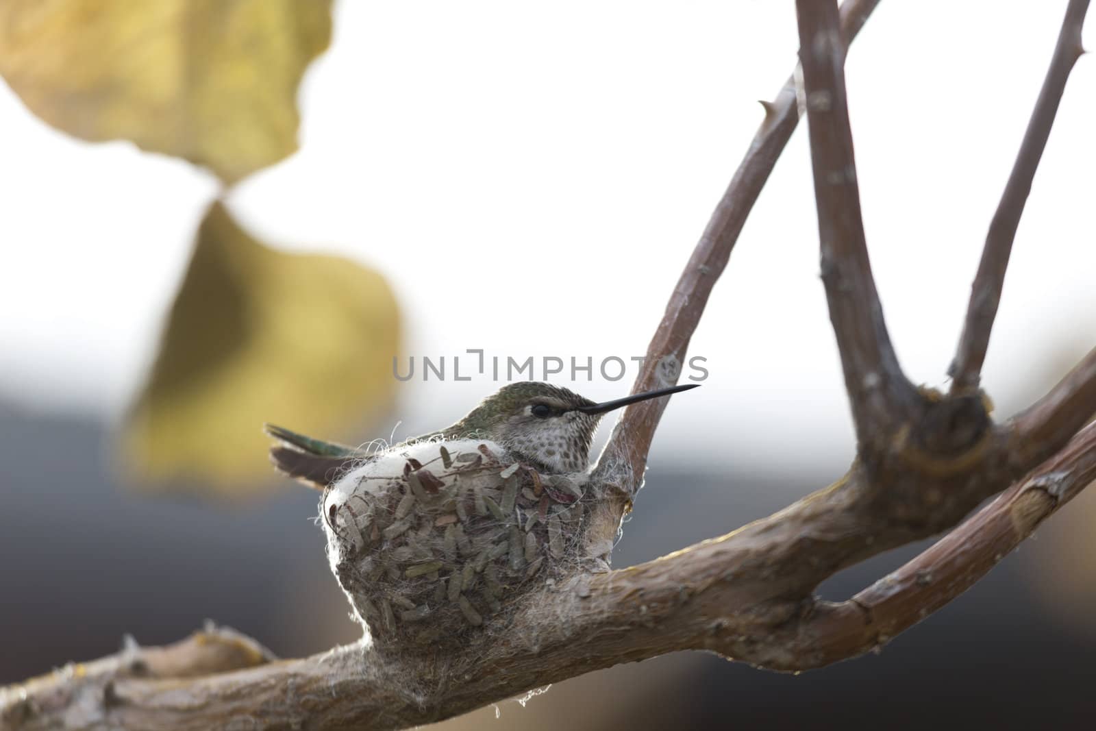 Hummingbird sits on its tiny nest made of leaf bits and spider webs