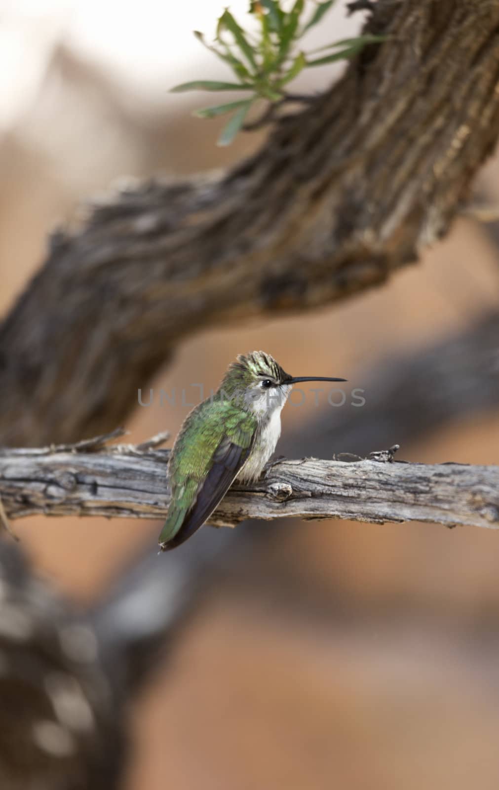 Hummingbird perched on tree in southeastern Arizona; 