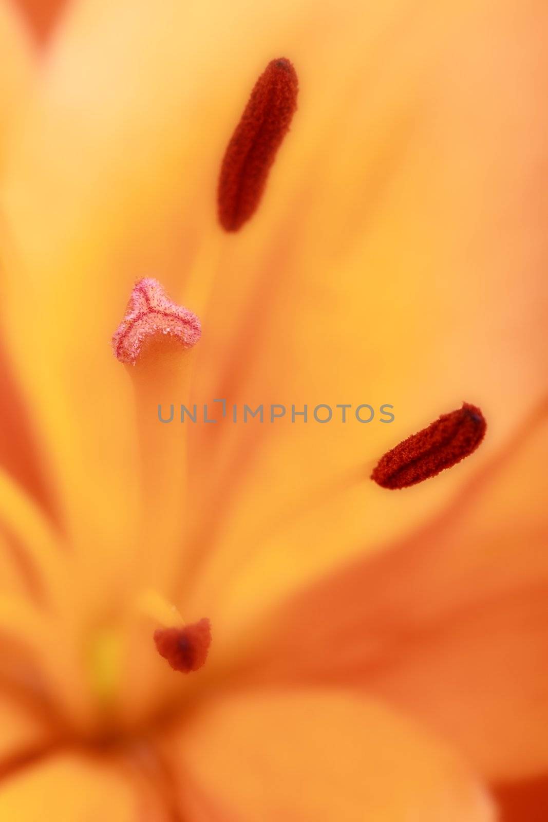 Detail of an orange flower