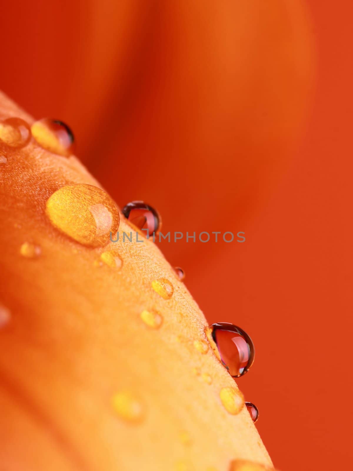 some drops of water over an orange flower