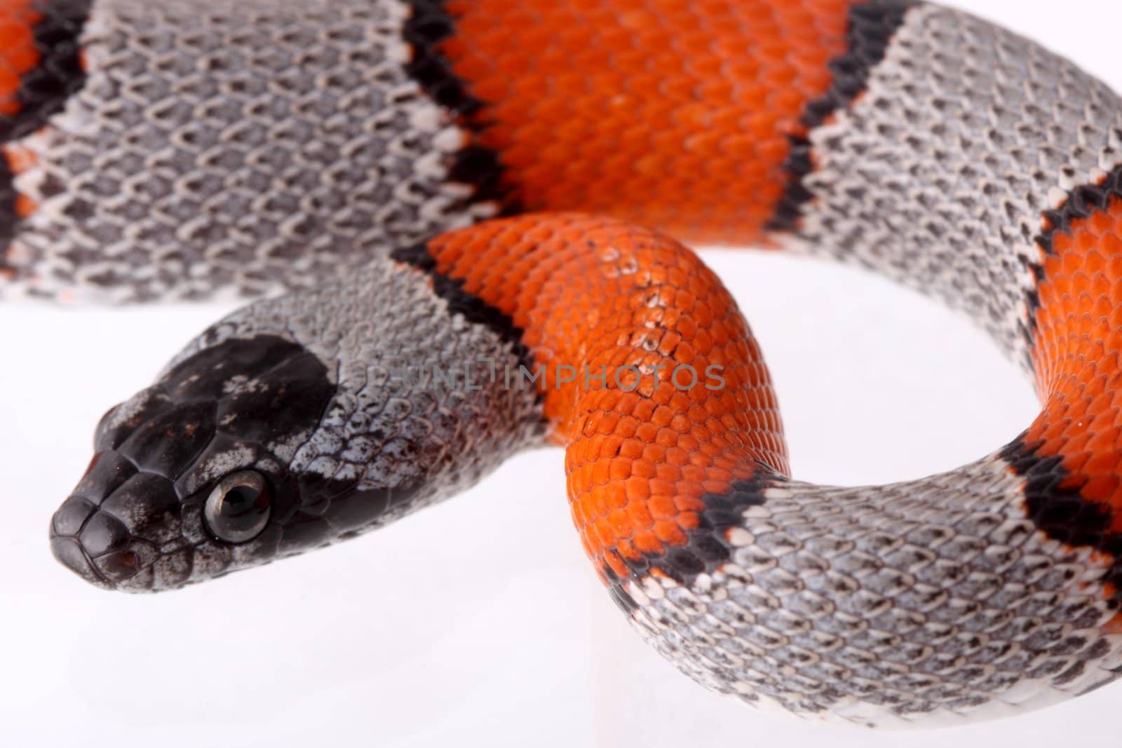 a macro of a little coral snake