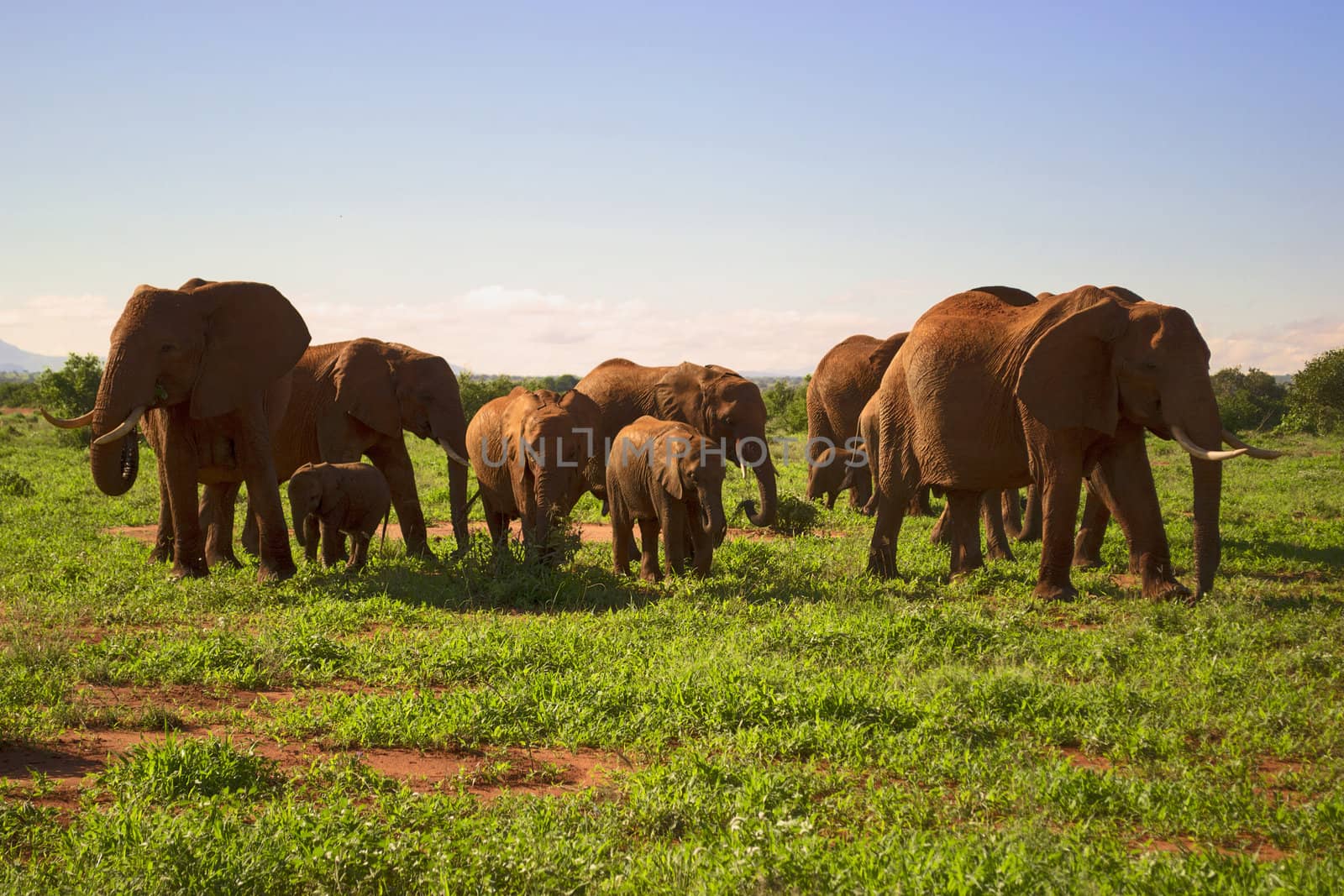 Herd of elephnats met during safari in Kenya, Africa.