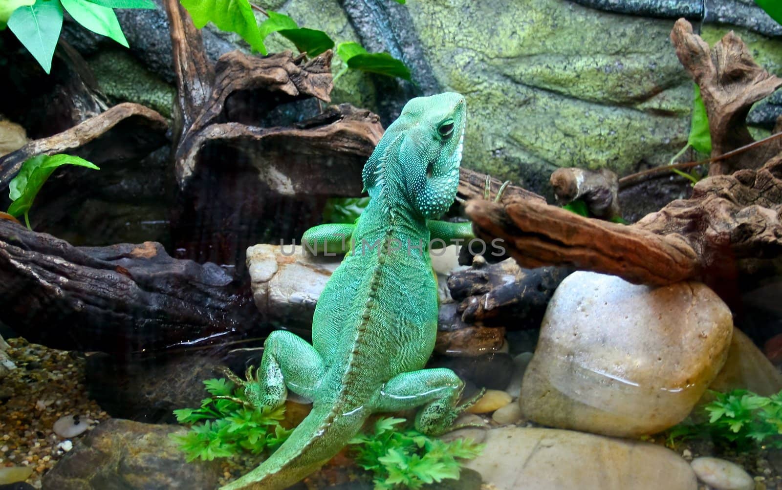 Big Lizard - Chameleon by vig64