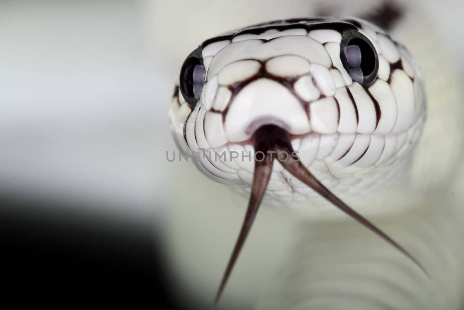 Lampropeltis getula californiae