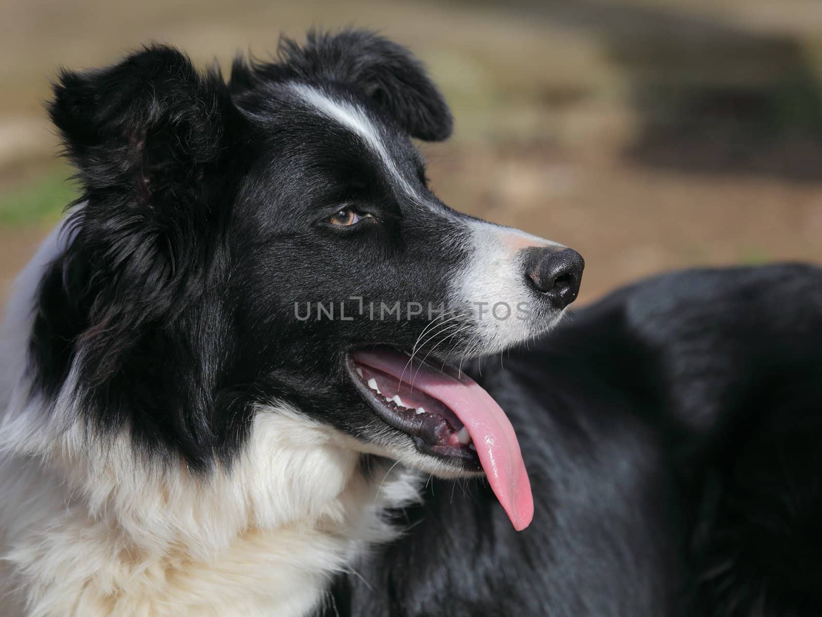 portrait of a beautiful border collie