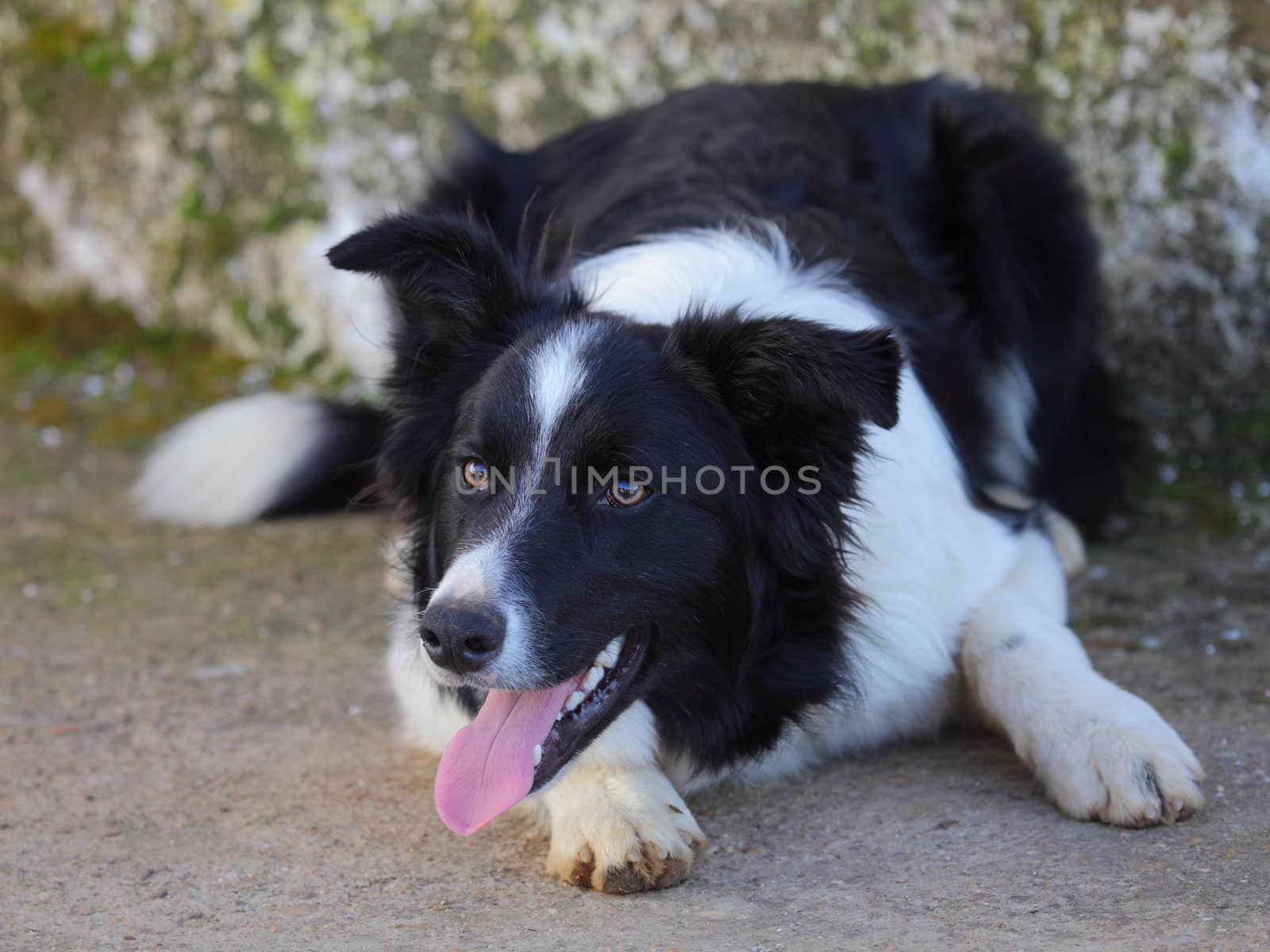 Picture of a beautiful dog, a border collie