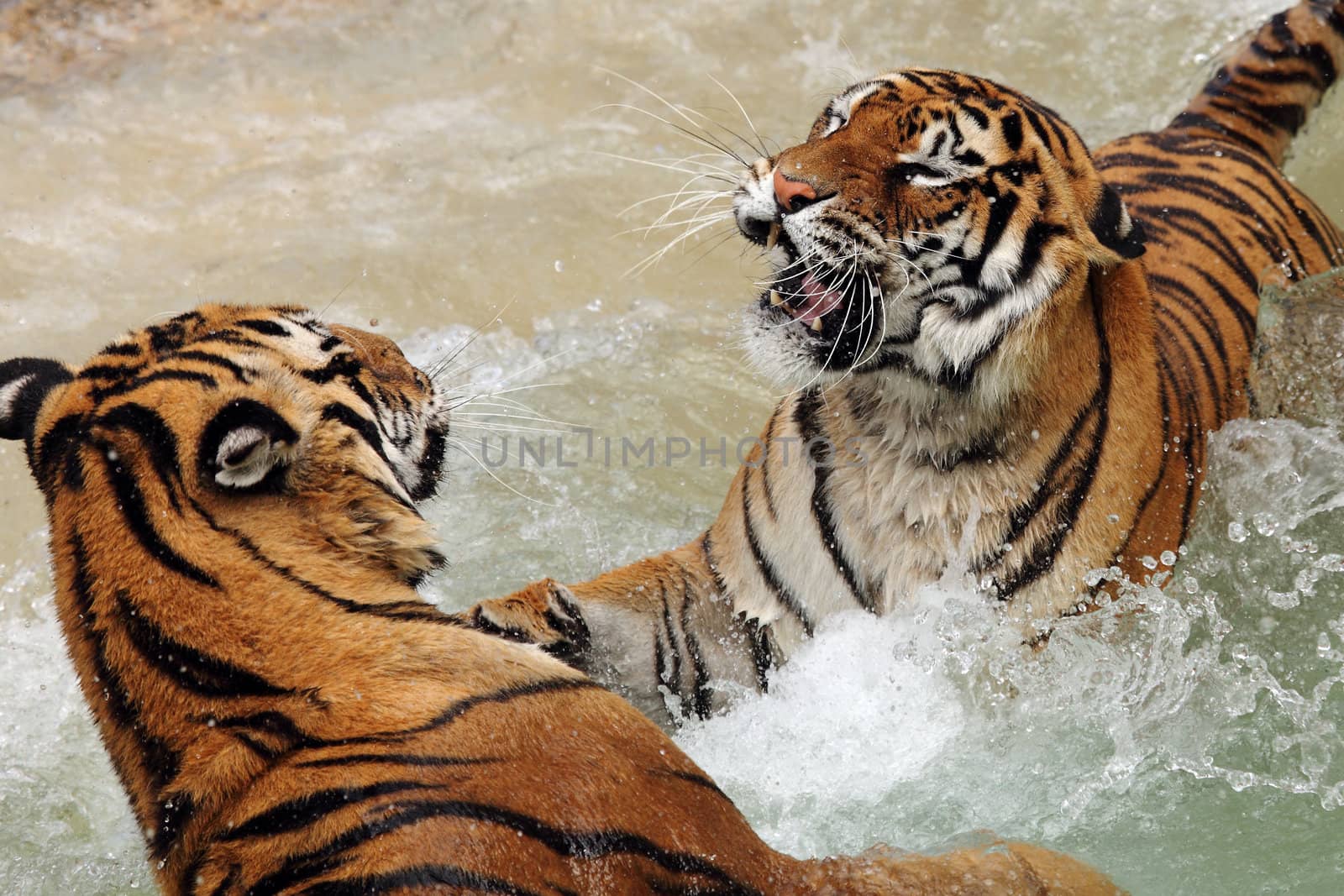 a pair of tigers fighting in the water