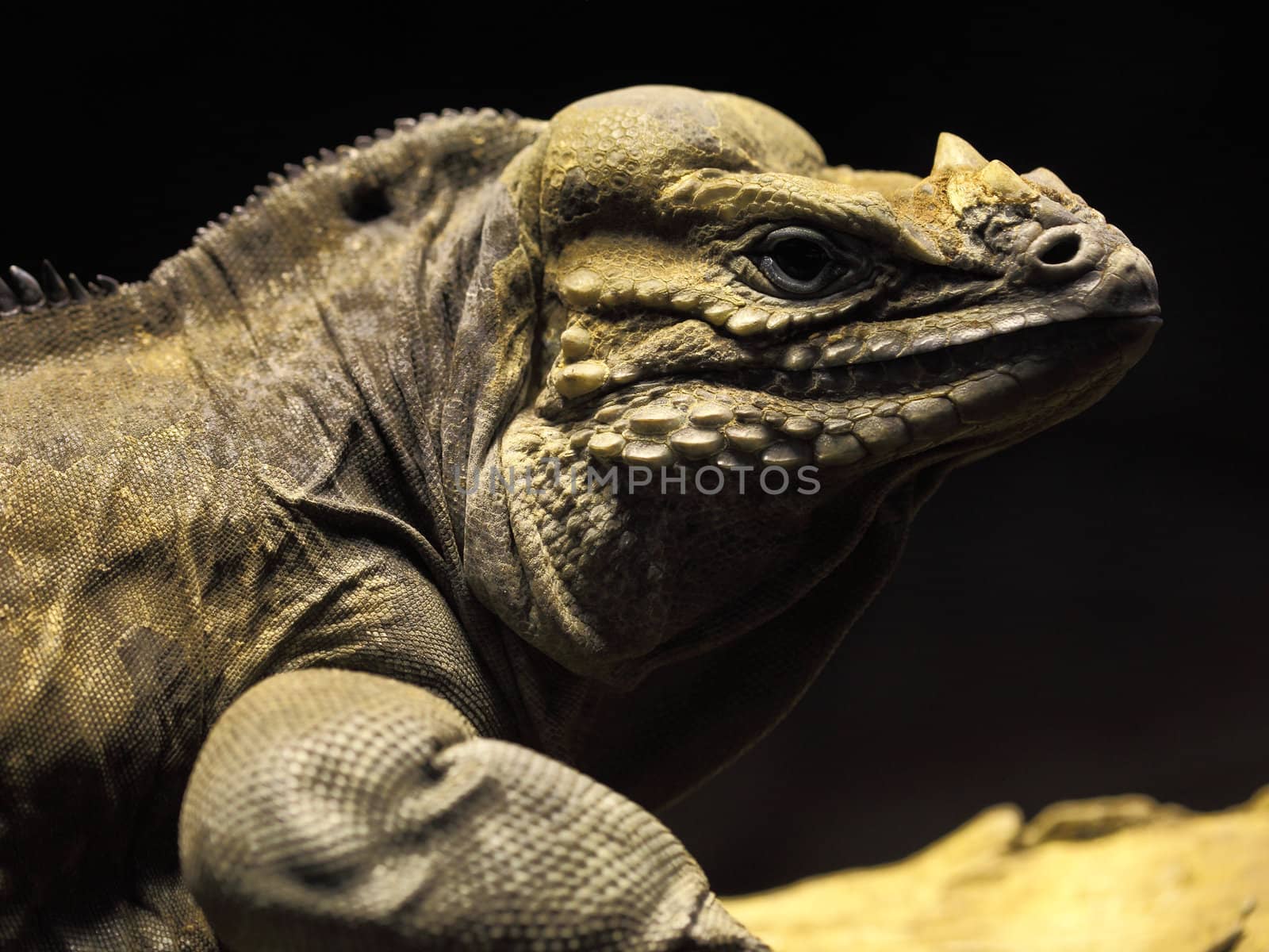 portrait of an old iguana