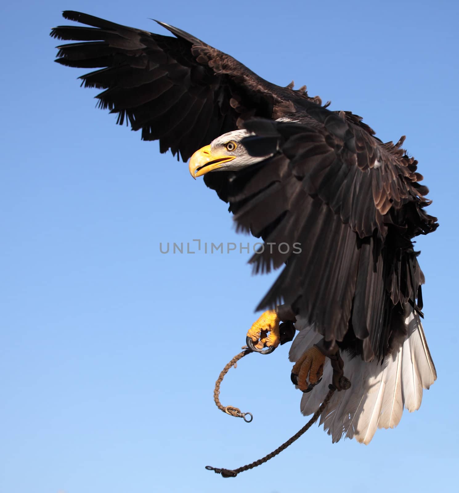 bald eagle