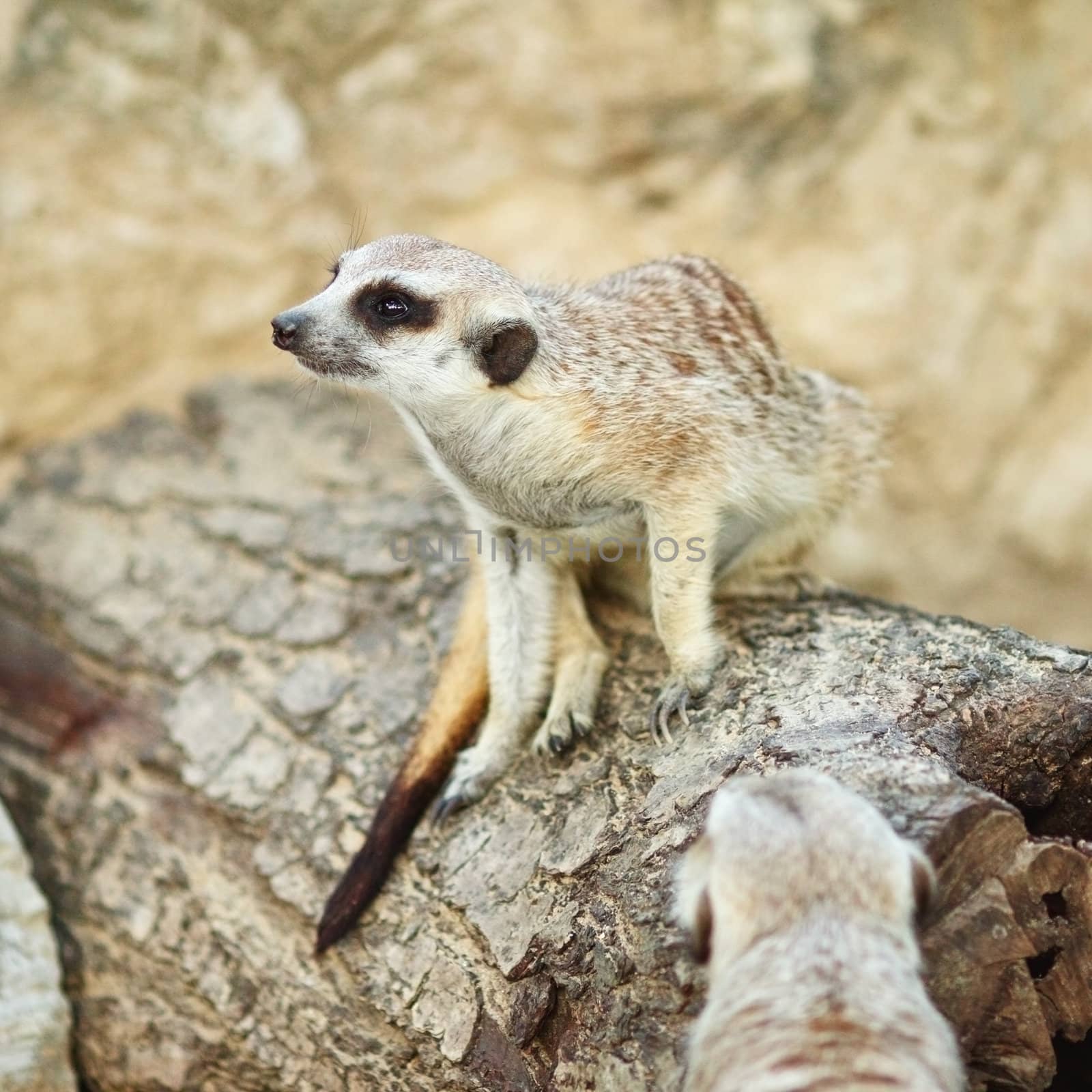meerkat standing on old wood and looking