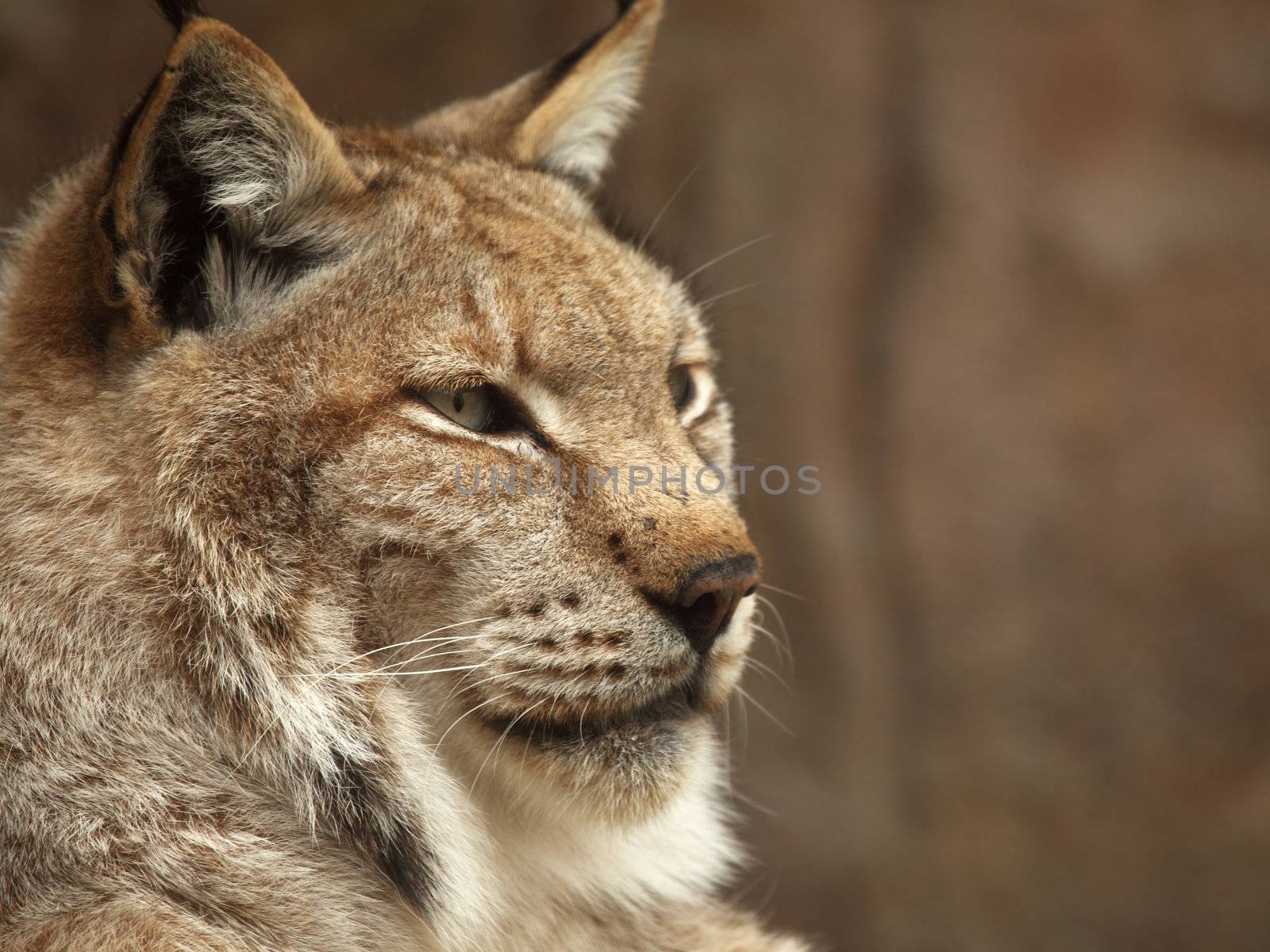 portrait of a beautiful lynx