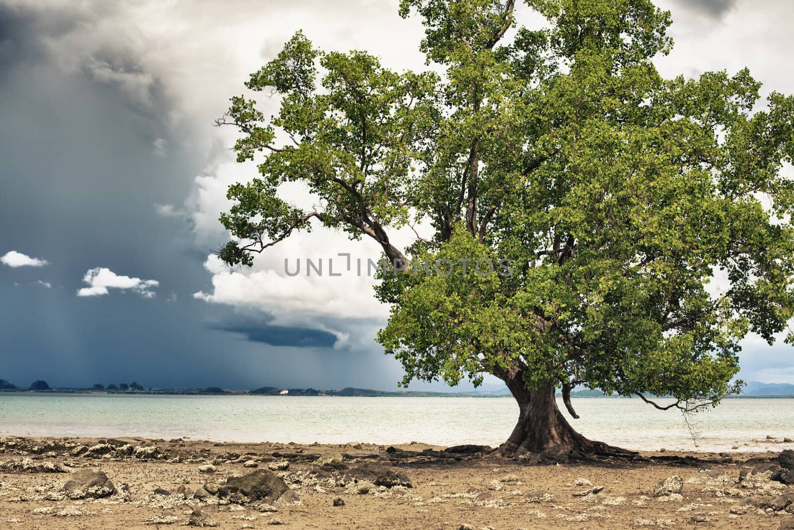 treee on sea shore and stormy clouds, Thailand