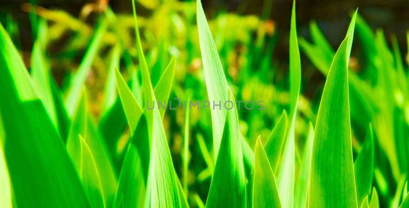 Green Grass by petr_malyshev