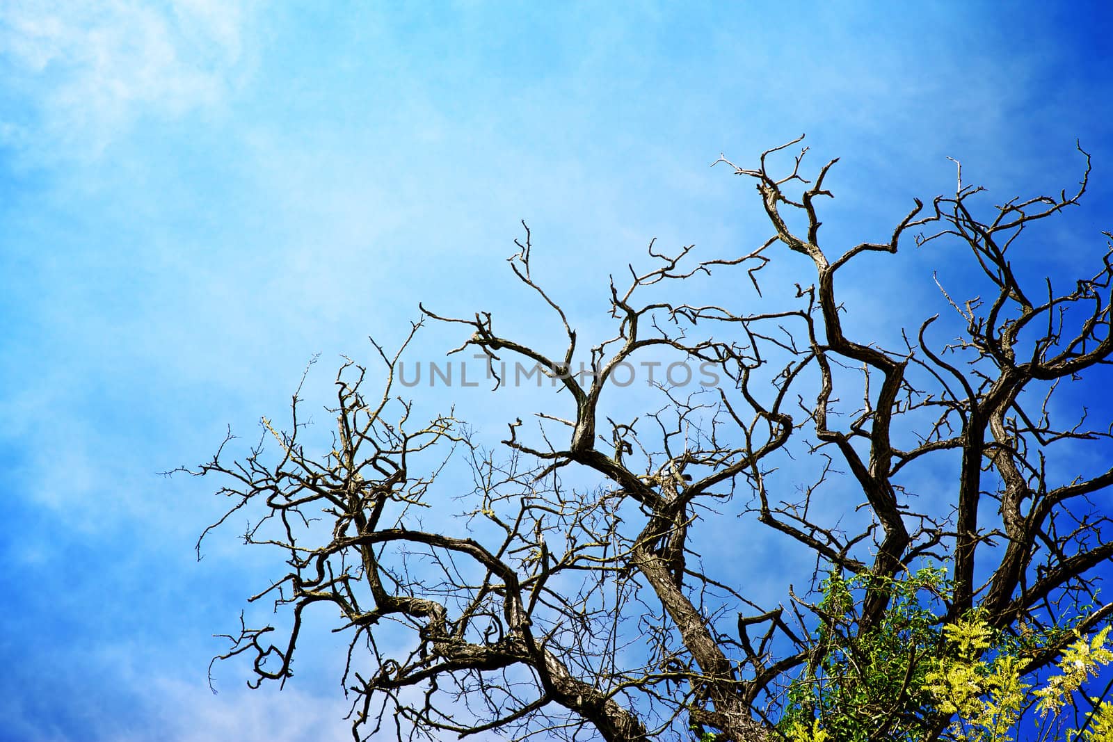 dry branches of dead tree against blue sky