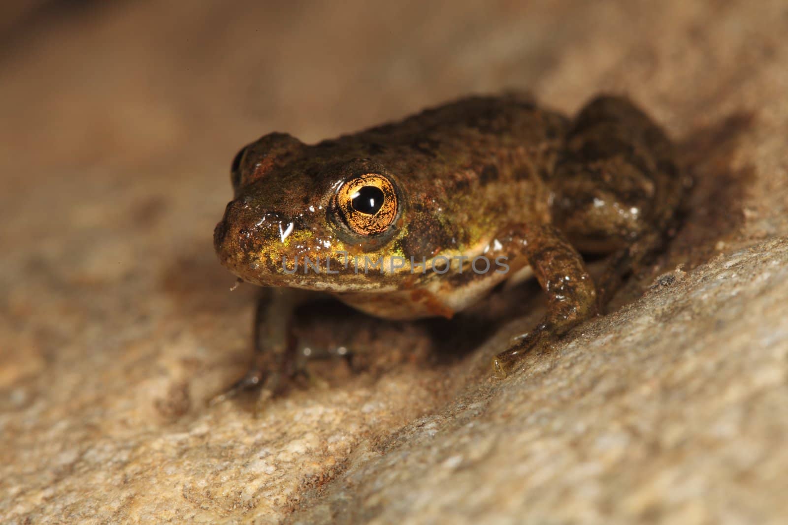 picture of a spanish frog