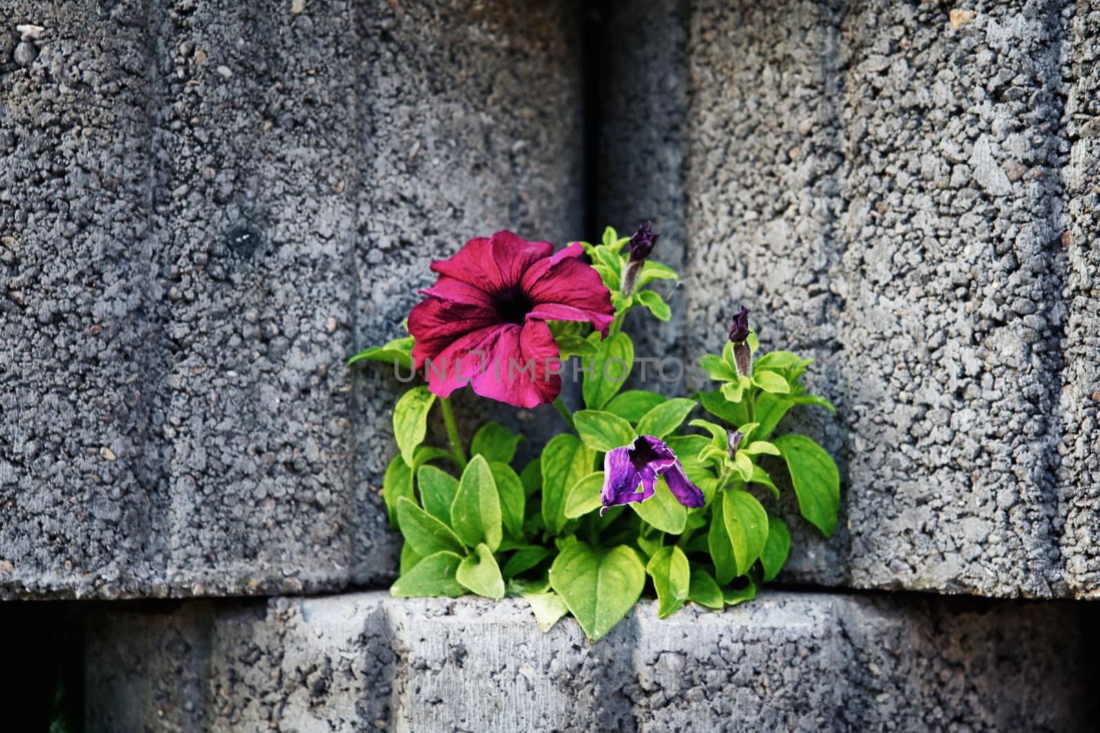 wall made of stone flowerbed with nasturtium