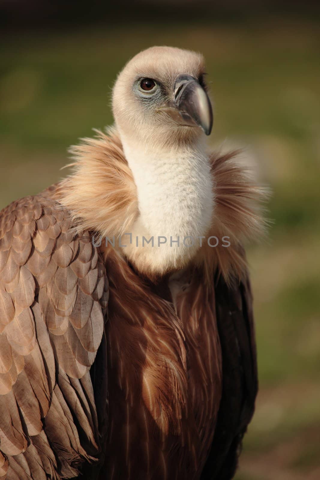 portrait of an african vulture