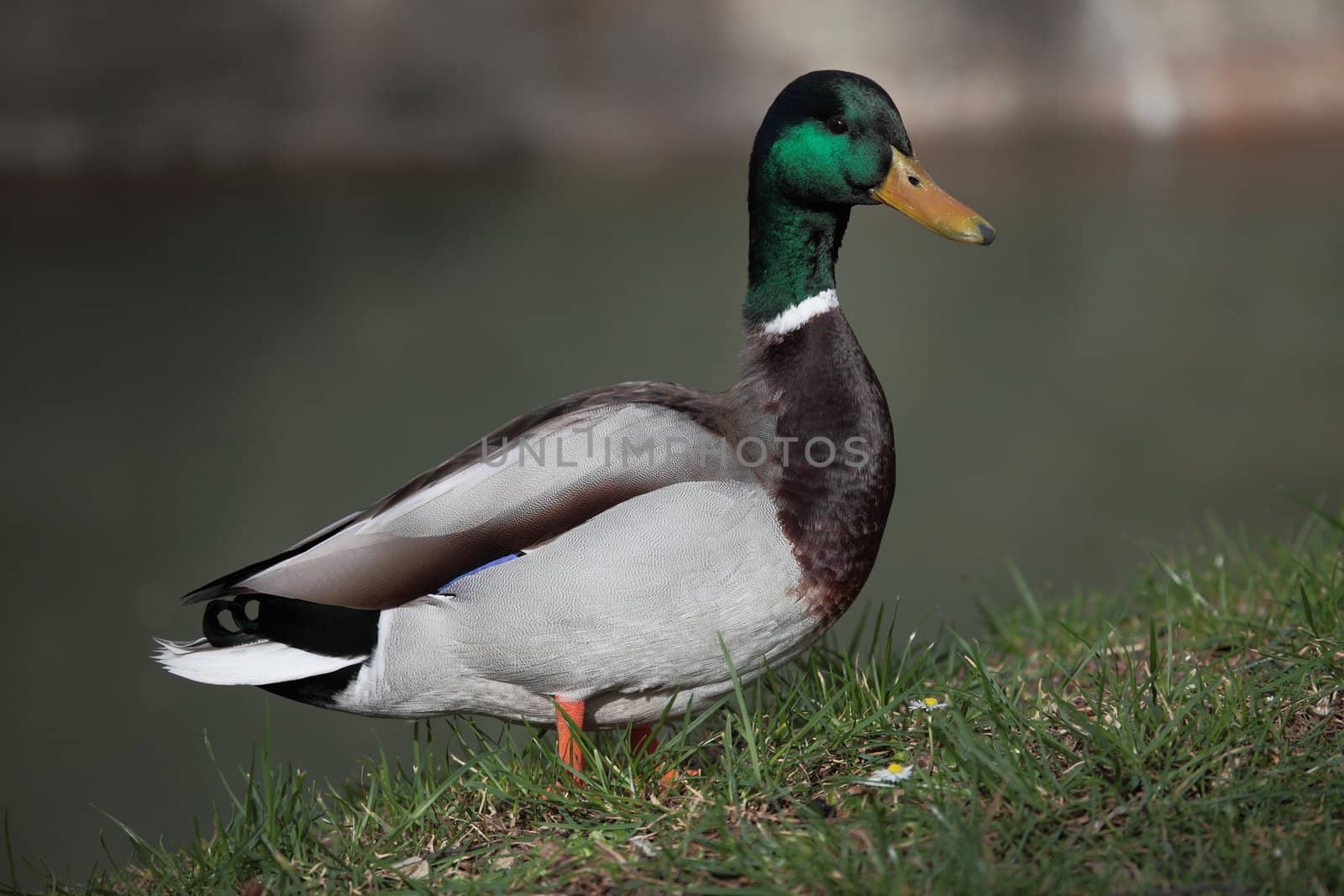 picture of a beautiful duck