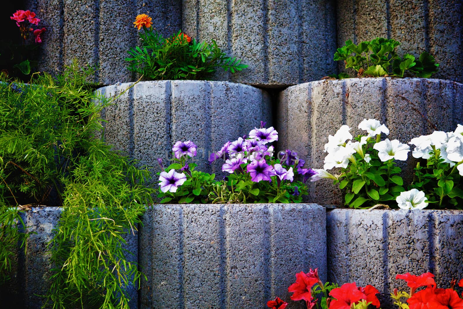 wall made of stone flowerbed with nasturtium