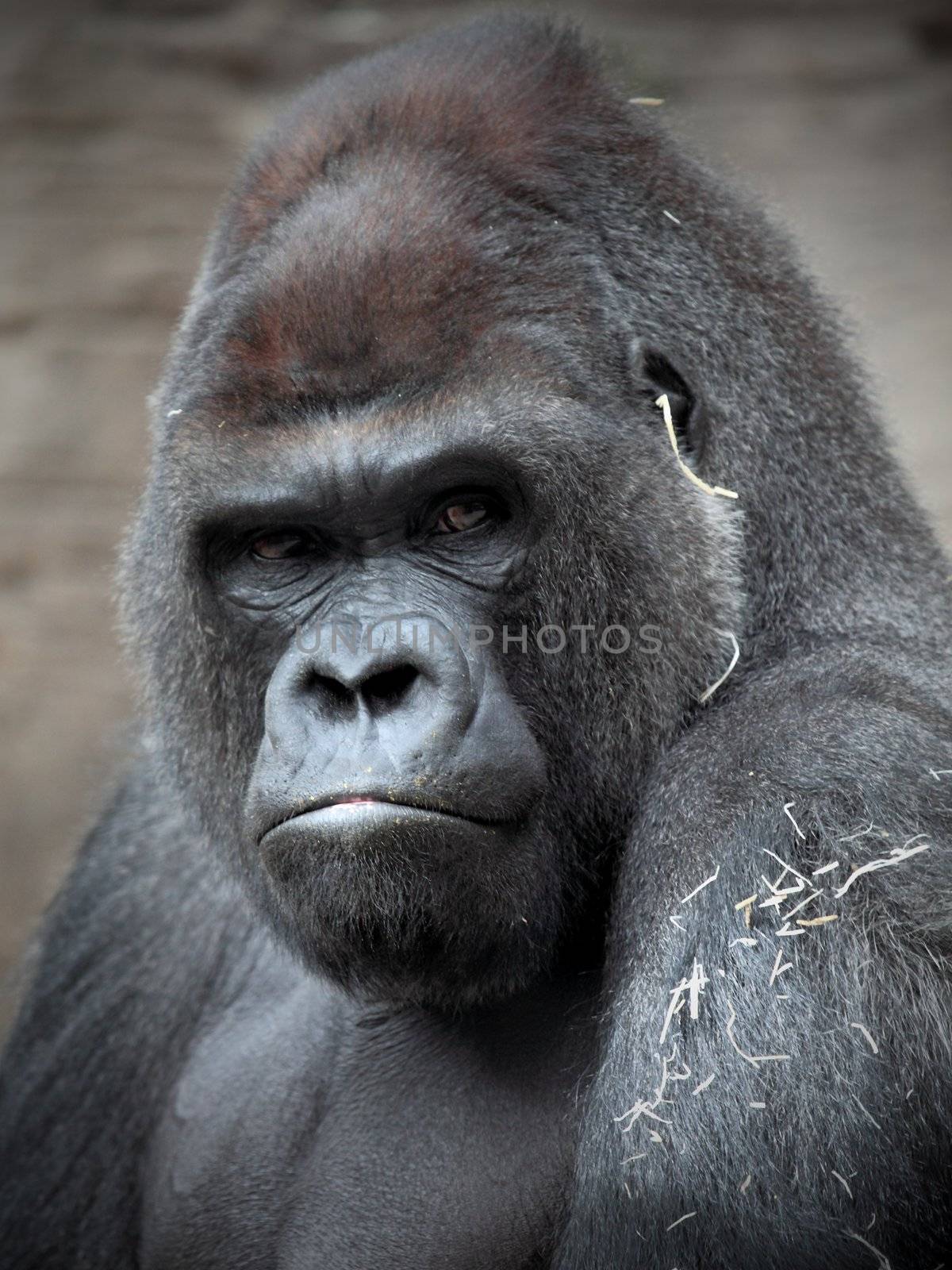 Portrait of a big gorilla silver back