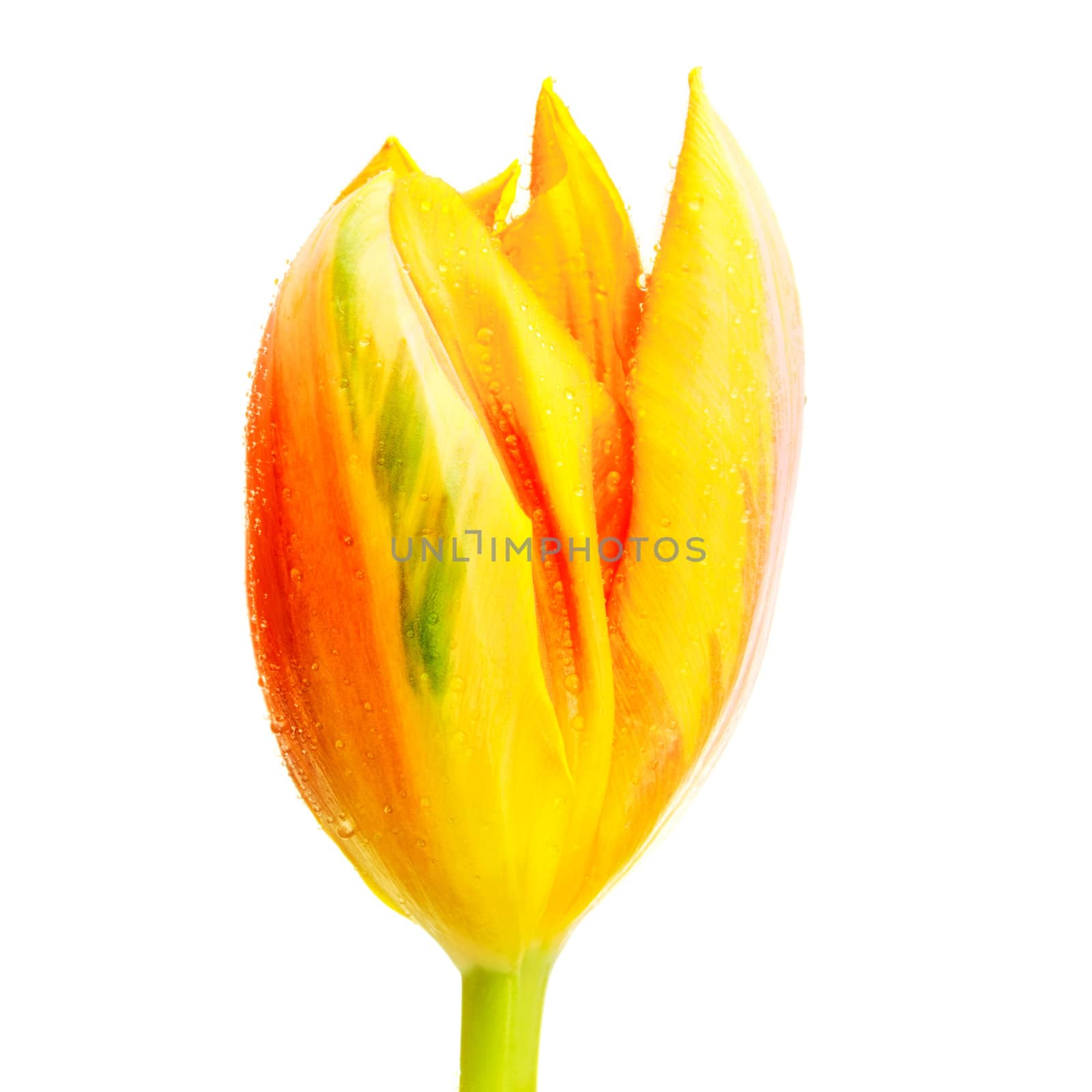 single yellow tulip isolated on white background