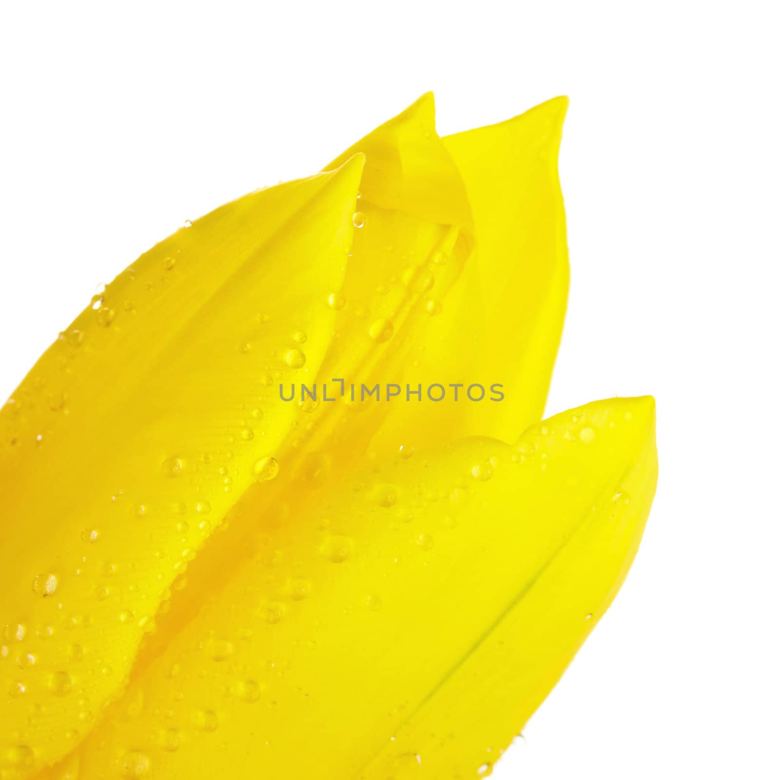 single yellow tulip isolated on white, closeup