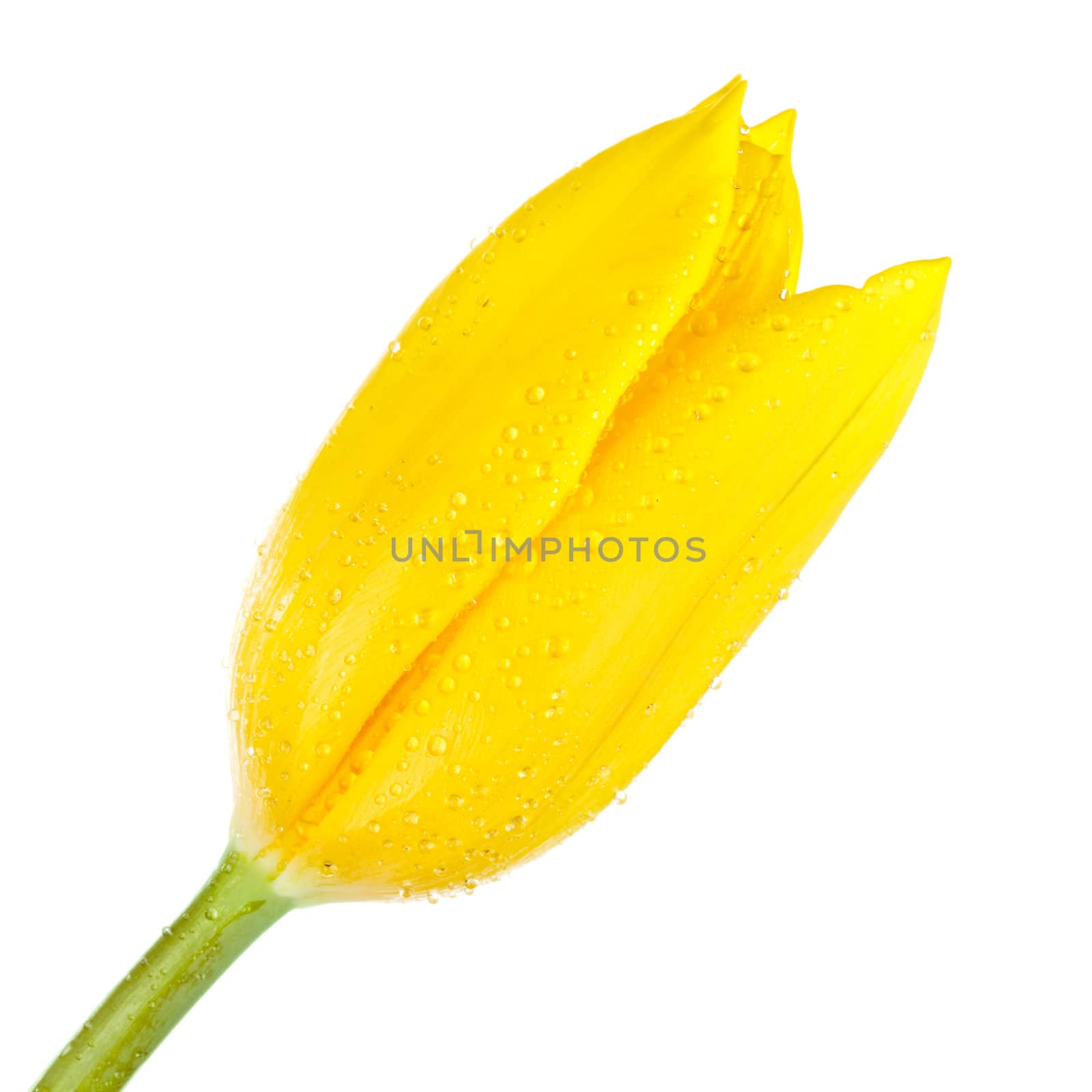 Yellow Tulip by petr_malyshev