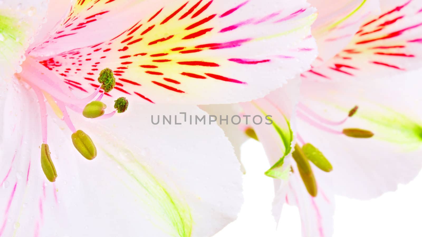 single white lily isolated on white background