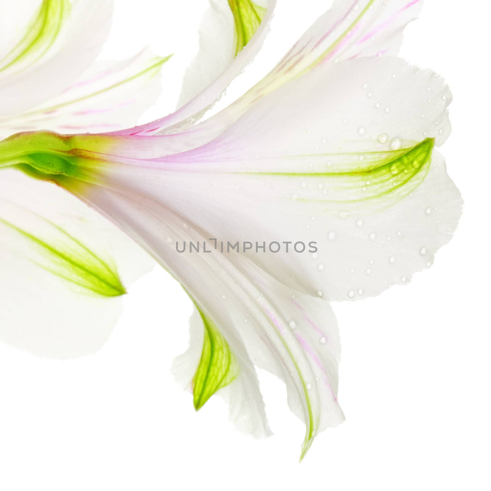 single white lily isolated on white background