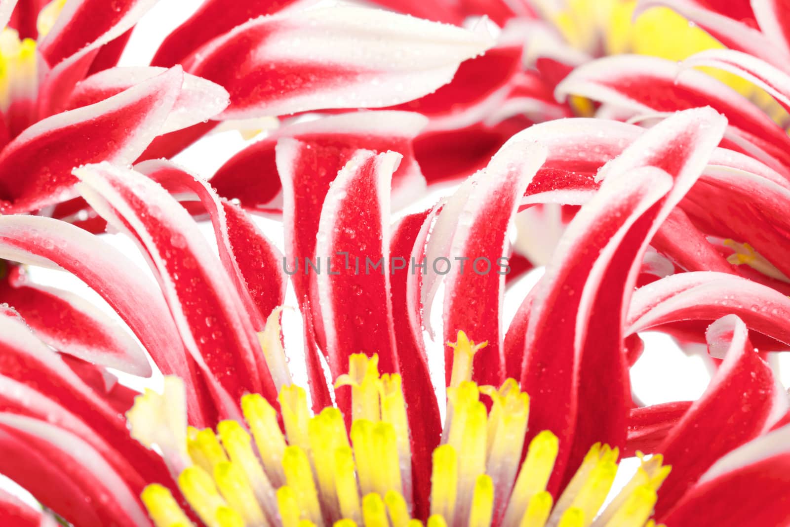 Red Chrysanthemum Closeup by petr_malyshev