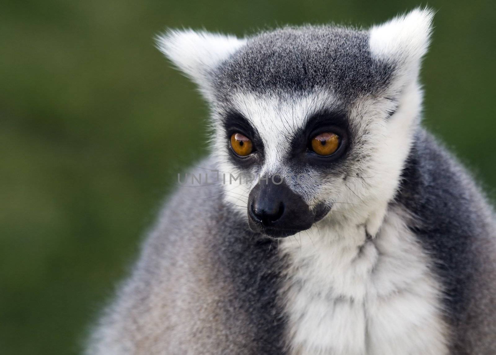 a cute lemur