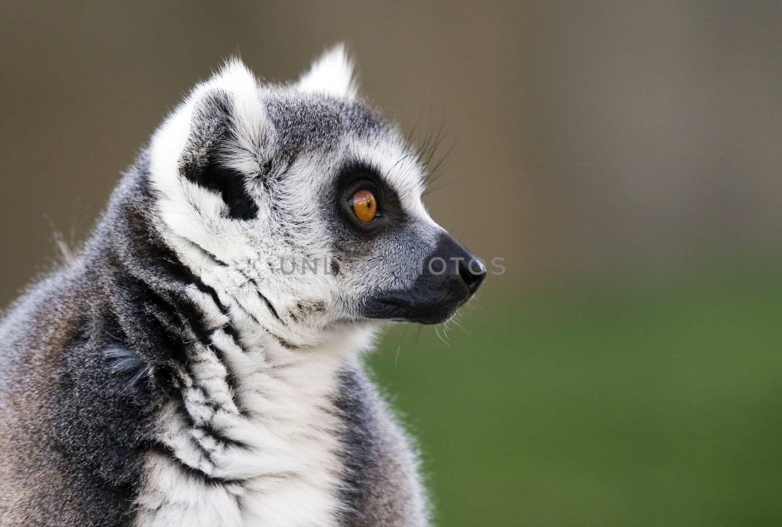 a cute lemur