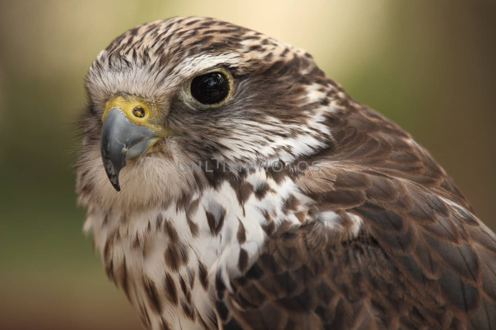 portrait of a beautiful hawk