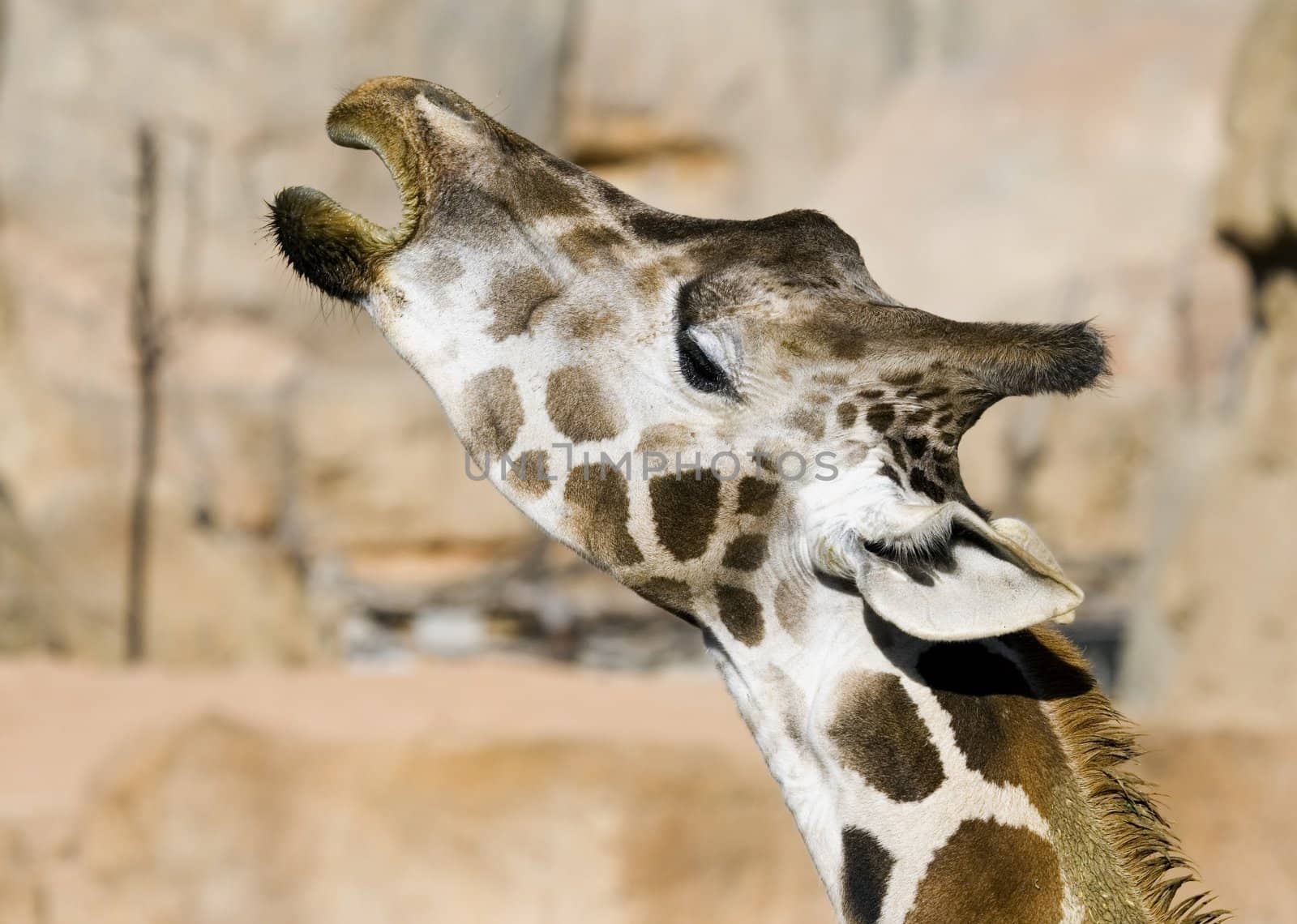 a cute and funny face of a giraffe