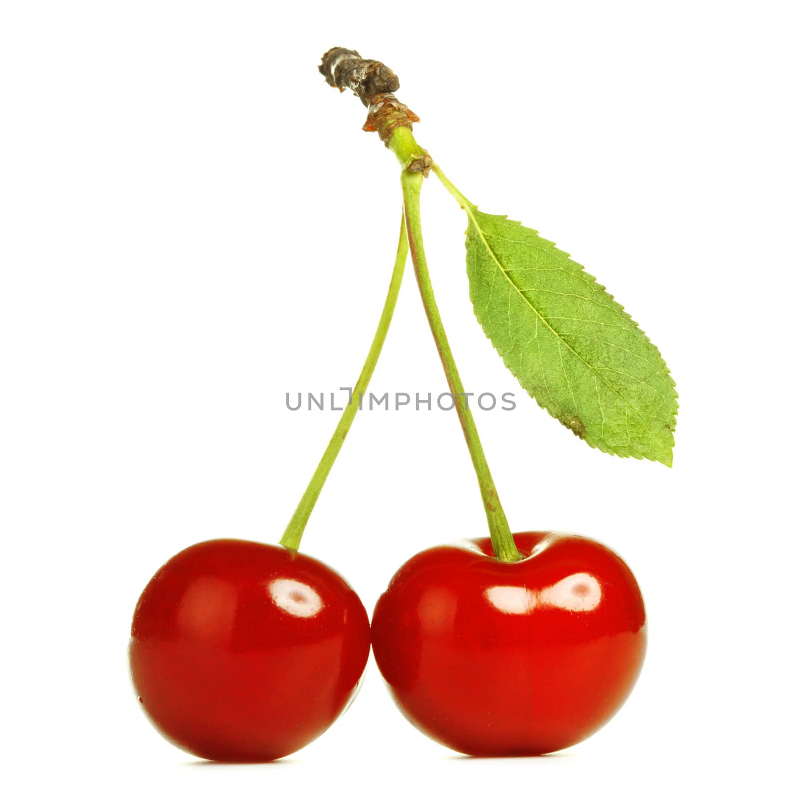 fresh cherries with stem isolated on white