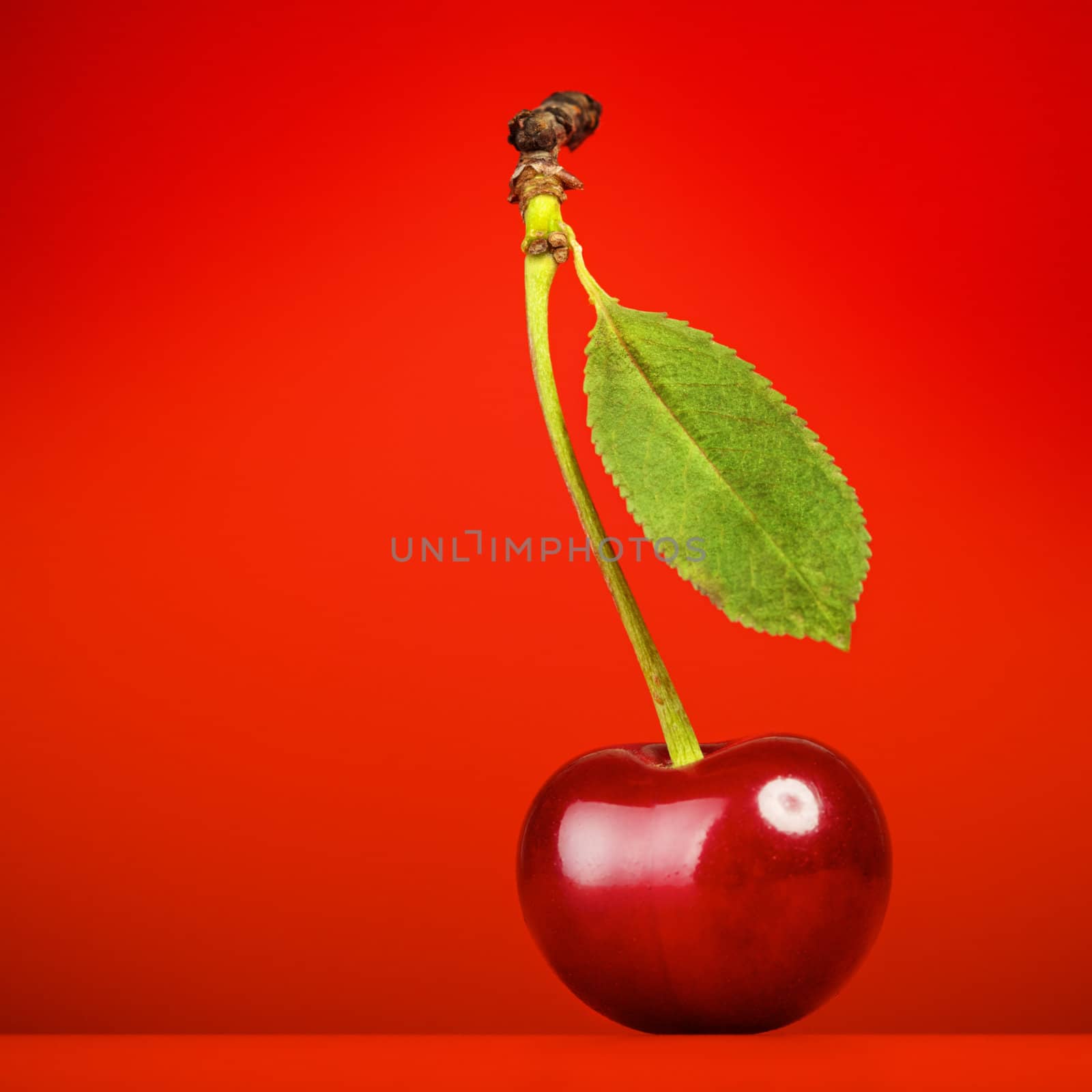 fresh red cherry with stem on red background